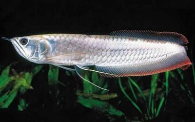 龍魚的龍須有什么作用：龍魚的龍須在生物學、飼養管理和文化象征等多個方面都發揮著重要作用