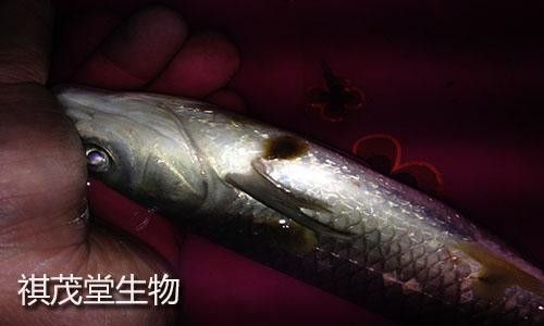 銀龍魚爛鰓