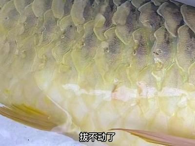 怎樣養(yǎng)好24k金頭金龍魚：如何挑選高品質(zhì)的24K金頭金龍魚