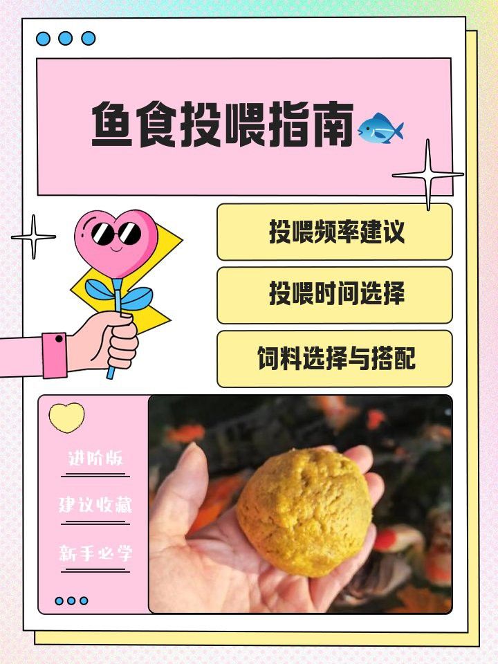金龍魚一天喂幾次最好？