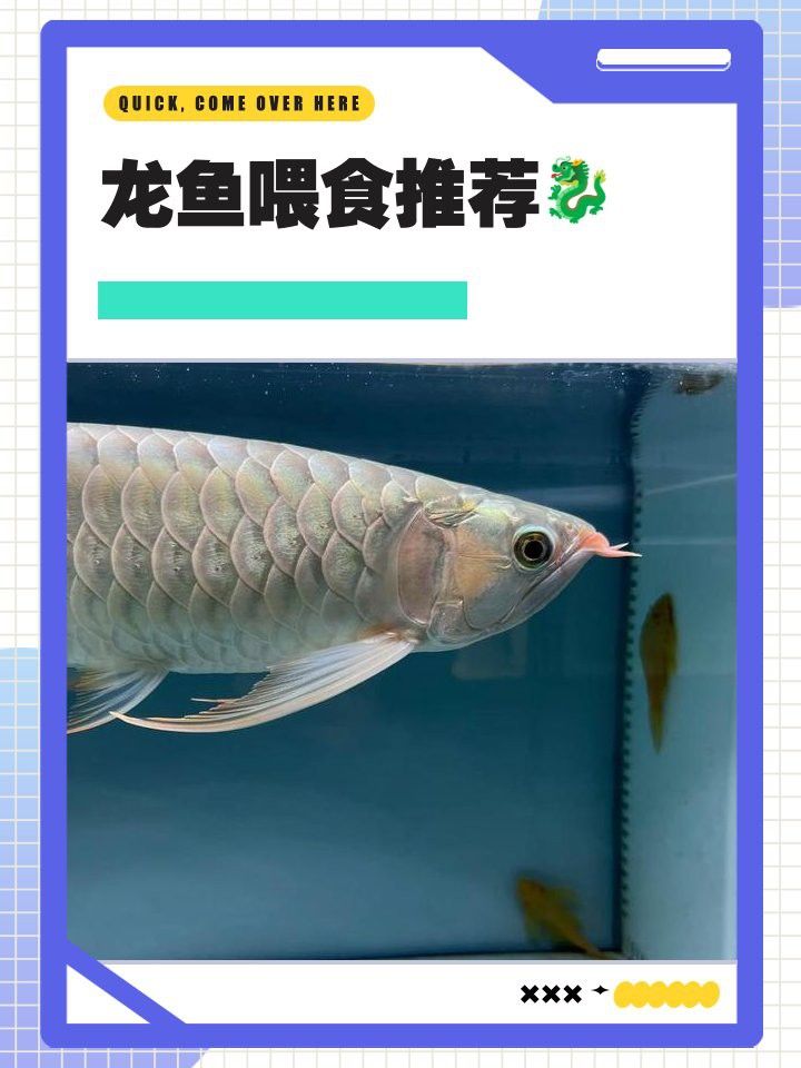哪些食物適合龍魚恢復期食用？