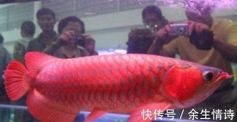 紅龍魚(yú)長(zhǎng)大的價(jià)格【紅龍魚(yú)長(zhǎng)大后價(jià)格的評(píng)估方法】