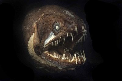 龍魚張嘴吐舌頭：龍魚張嘴吐舌頭是什么原因