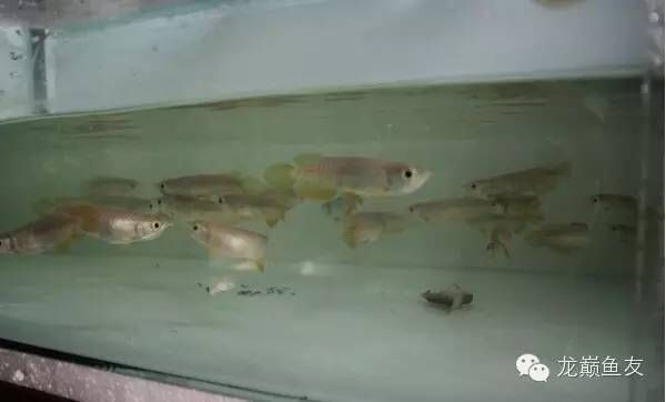 龍魚不下缸底吃食會死嗎為什么：龍魚不下缸底吃食會死嗎