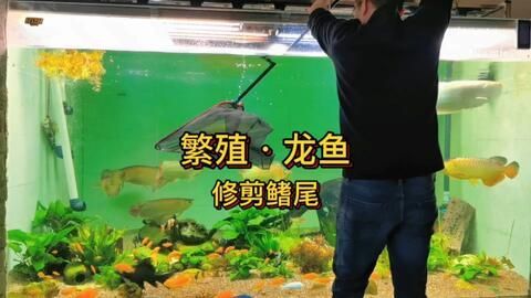 龍魚繁殖技術培訓：紅龍魚繁殖技術培訓 龍魚繁殖技術培訓：紅龍魚繁殖技術培訓 龍魚百科 第3張