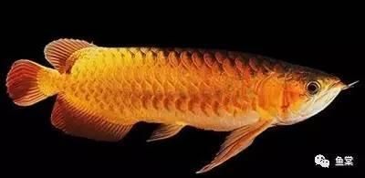 金龍魚的挑選技巧是什么（金龍魚幼魚與成魚的區(qū)別）