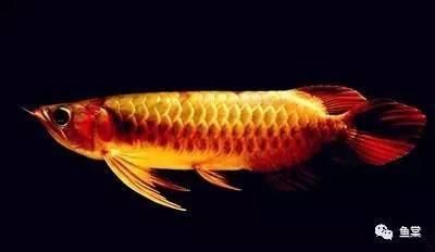 金龍魚的挑選技巧是什么（金龍魚幼魚與成魚的區(qū)別）