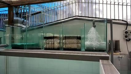 滴濾養龍魚：滴濾養龍魚是一種常見的過濾方式尤其適用于養龍魚