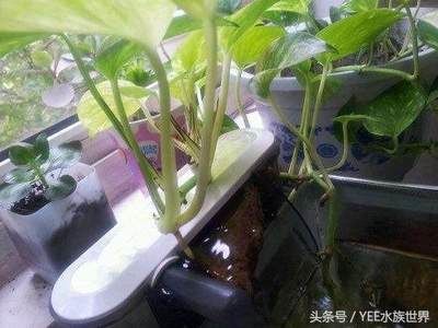 滴濾養龍魚：滴濾養龍魚是一種常見的過濾方式尤其適用于養龍魚