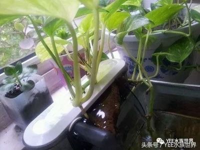 滴濾養龍魚：滴濾養龍魚是一種常見的過濾方式尤其適用于養龍魚