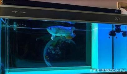 養(yǎng)龍魚時，選擇合適的混養(yǎng)魚類是一個重要的考慮因素：養(yǎng)龍魚時選擇合適的混養(yǎng)魚類是一個重要的考慮因素