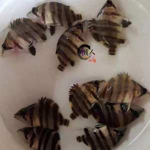 印尼四紋虎批發：印尼四紋虎批發及貨源基地介紹