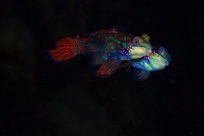 龍魚的照片：關于龍魚的一些照片