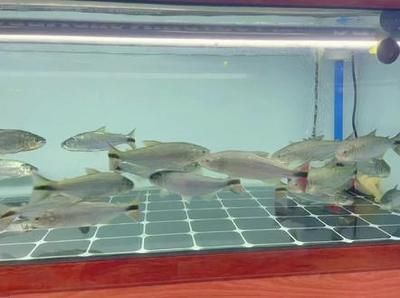 黃金河虎魚最佳飼養(yǎng)環(huán)境，黃金河虎魚最佳飼養(yǎng)環(huán)境介紹