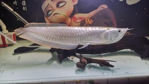 白色金龍魚吃什么食物長得快又好養(yǎng)
