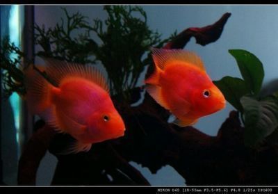 龍魚和財神能養在一起么（龍魚和財神魚可以一起養）