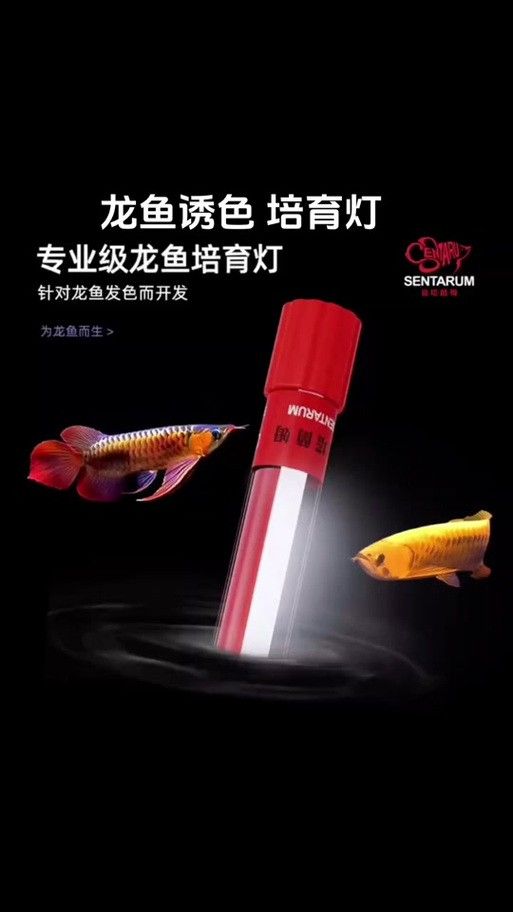 龍魚缸用什么燈最好呢圖片 龍魚百科 第20張 龍魚缸用什么燈最好呢圖片 龍魚缸用什么燈最好呢圖片 龍魚百科 第20張