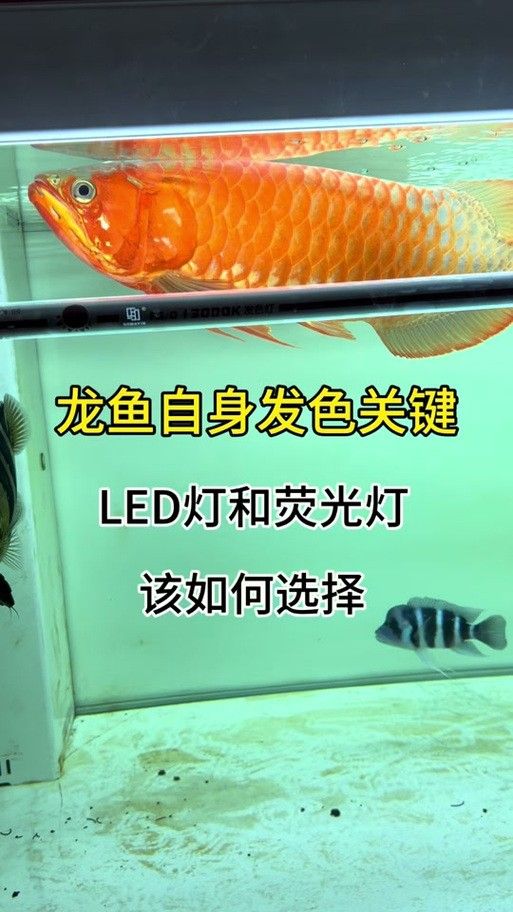 龍魚缸用什么燈最好呢圖片 龍魚百科 第14張 龍魚缸用什么燈最好呢圖片 龍魚缸用什么燈最好呢圖片 龍魚百科 第14張