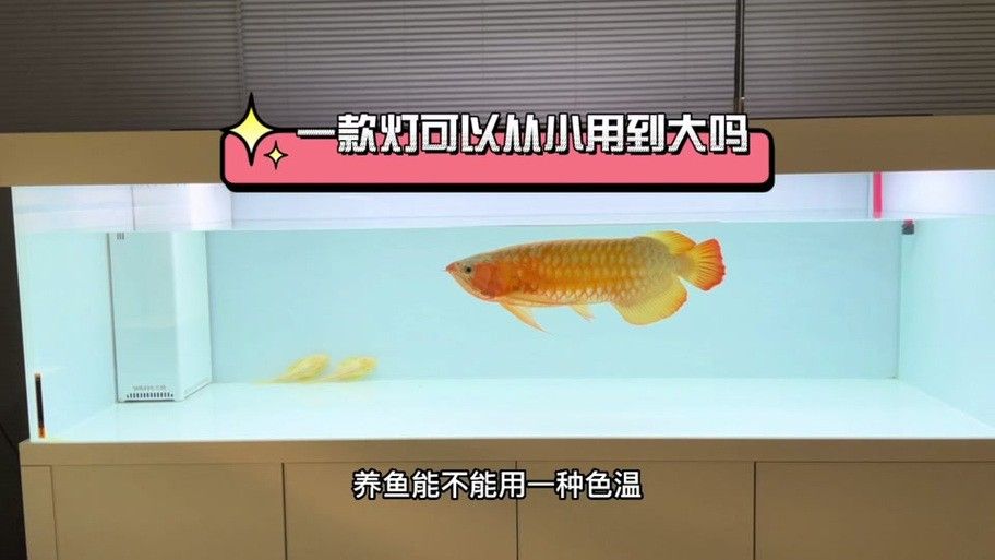 龍魚缸用什么燈最好呢圖片 龍魚百科 第25張 龍魚缸用什么燈最好呢圖片 龍魚缸用什么燈最好呢圖片 龍魚百科 第25張