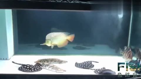 養龍魚的魚缸用白底還是黑底好看