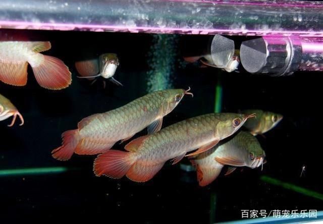 龍魚怎么人工繁殖：龍魚人工繁殖步驟和注意事項，