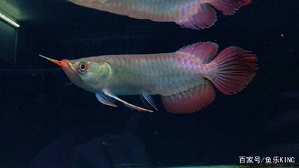 龍魚用什么顏色的燈最好養(yǎng)活：龍魚養(yǎng)殖水溫控制技巧