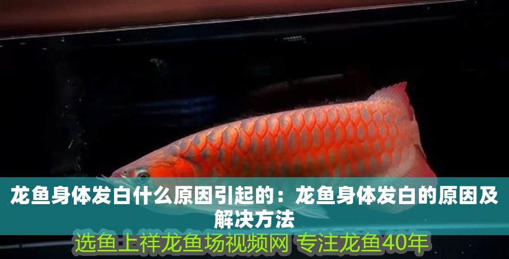 龍魚身體發白什么原因引起的：龍魚身體發白的原因及解決方法