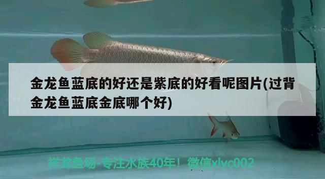 金龍魚藍底的好還是紫底的好：金龍魚led燈光搭配指南,