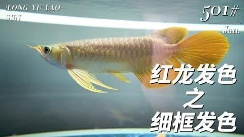 龍魚發(fā)色過程圖片欣賞視頻