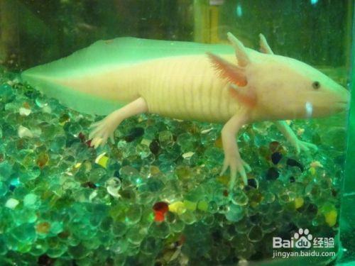 恐龍魚能養(yǎng)嗎：恐龍魚是否適宜作為寵物飼養(yǎng)