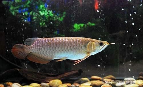 龍魚跟龍魚打架，關于龍魚之間的打斗行為的分析