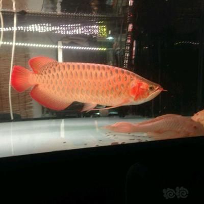 龍魚 紅燈白燈的區別：龍魚燈光的選擇