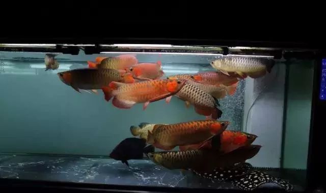 龍魚 紅燈白燈的區別：龍魚燈光的選擇