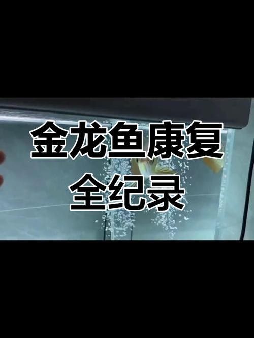 金龍魚撞掉一層皮怎么辦