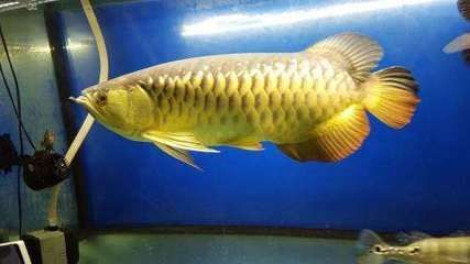 金龍魚(yú)和銀龍魚(yú)誰(shuí)厲害（金龍魚(yú)和銀龍魚(yú)各有優(yōu)勢(shì)）