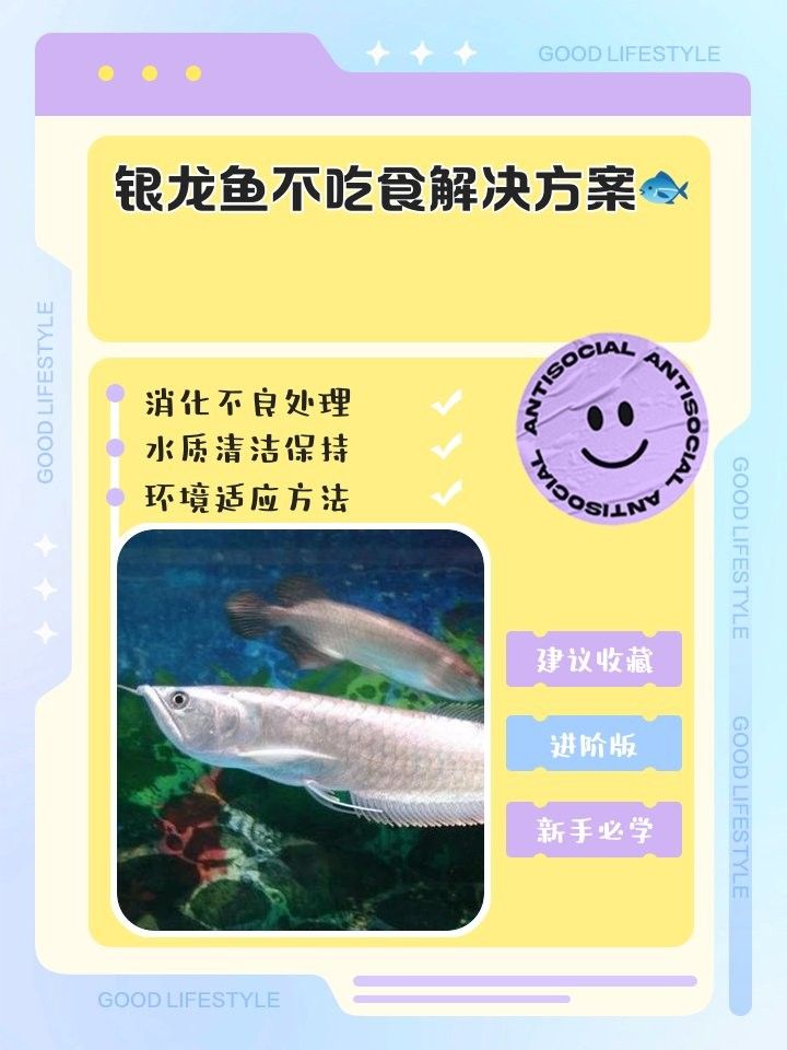 銀龍魚不吃食怎么辦還一直亂撞缸