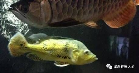 巴西亞咬龍魚嗎：關于巴西亞魚和龍魚混養的問題