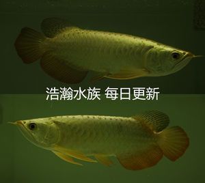 金龍魚24k金和金頭區(qū)別（金龍魚中的“24k金”和“金頭”有什么區(qū)別？）