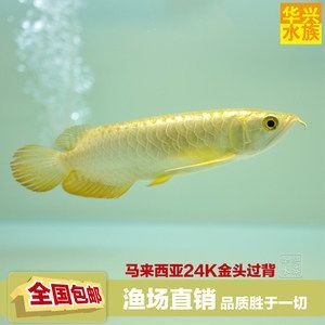 金龍魚24k金和金頭區(qū)別（金龍魚中的“24k金”和“金頭”有什么區(qū)別？）