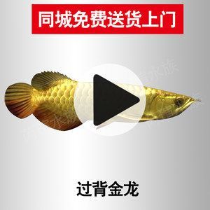 金龍魚24k金和金頭區(qū)別（金龍魚中的“24k金”和“金頭”有什么區(qū)別？）
