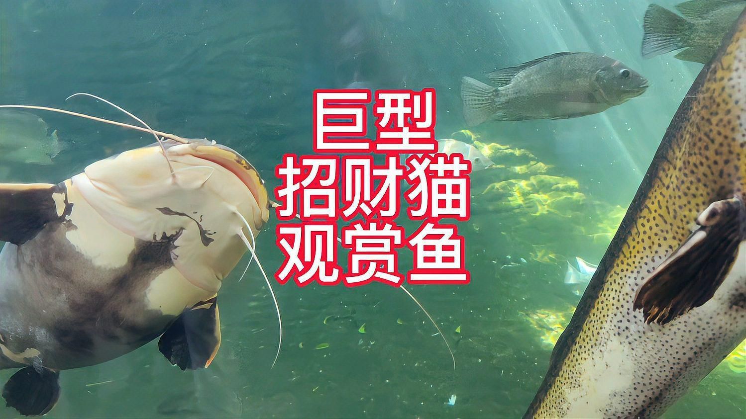 招財貓魚能長多大？