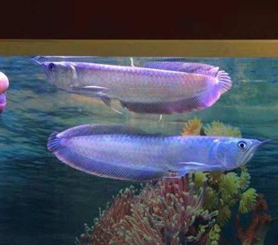 銀龍魚水霉病怎么治最快（如何快速治療銀龍魚水霉病）