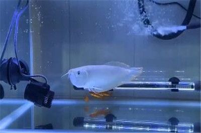 銀龍魚水霉病怎么治最快（如何快速治療銀龍魚水霉病）