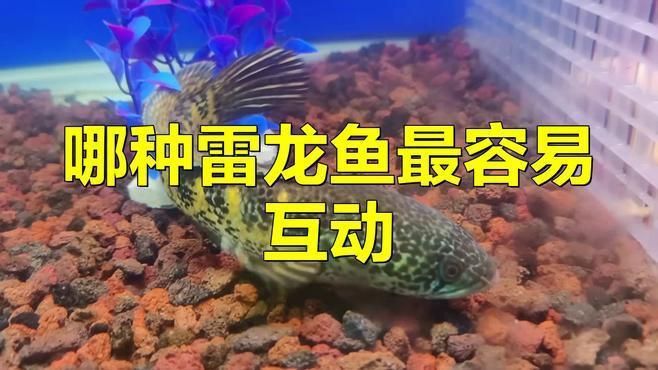 哪種雷龍魚互動性最強？