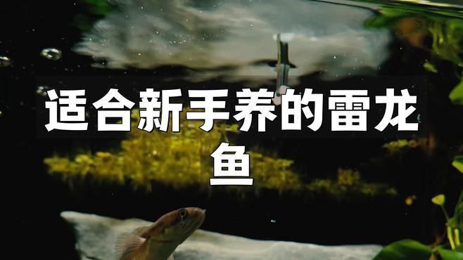 哪種雷龍魚互動性最強？