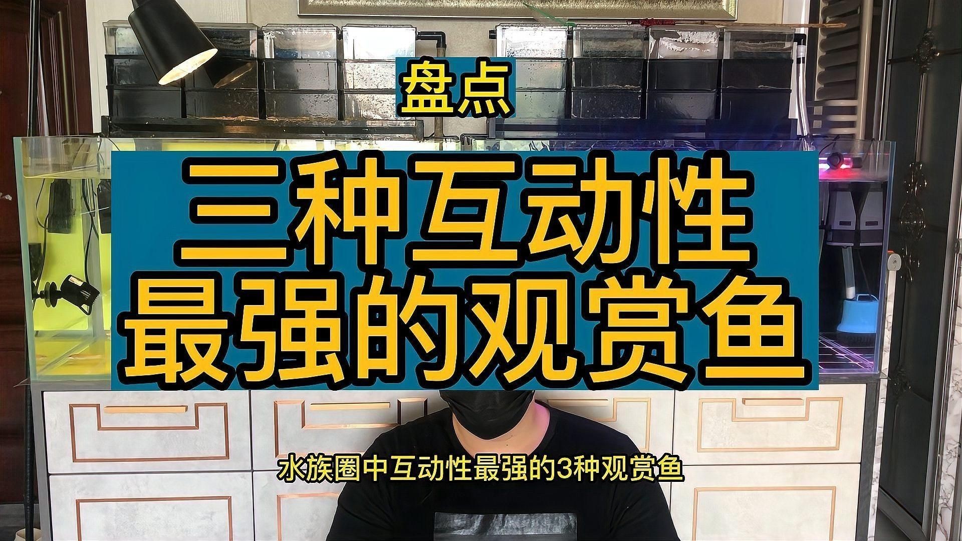 哪種雷龍魚互動性最強？