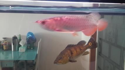 買龍魚到哪個平臺好一點：如何選擇購買龍魚平臺