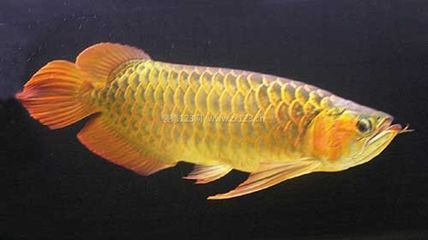 紅龍魚60厘米需要多少年（紅龍魚的壽命是多少年）