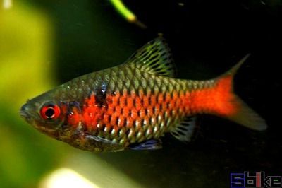 龍魚鉆石眼是什么樣子的：龍魚鉆石眼是什么樣子的龍魚鉆石眼對龍魚的視力有影響