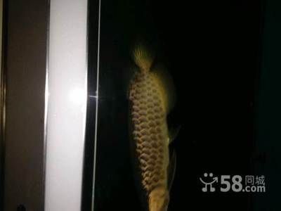 50厘米金龍魚值多少錢一條呢圖片（金龍魚價格多少錢一條金龍魚多少錢一條）